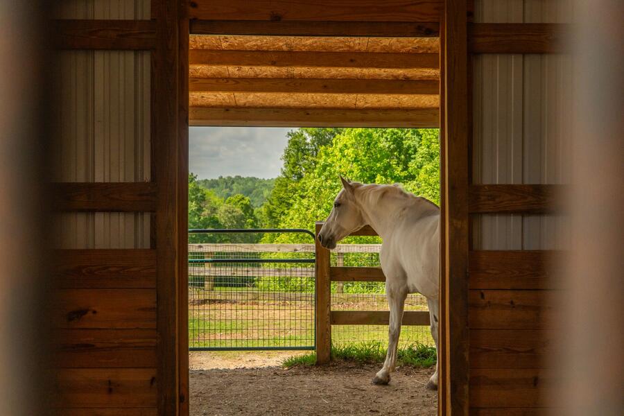 Barn door opening onto a paddock and a grey horse